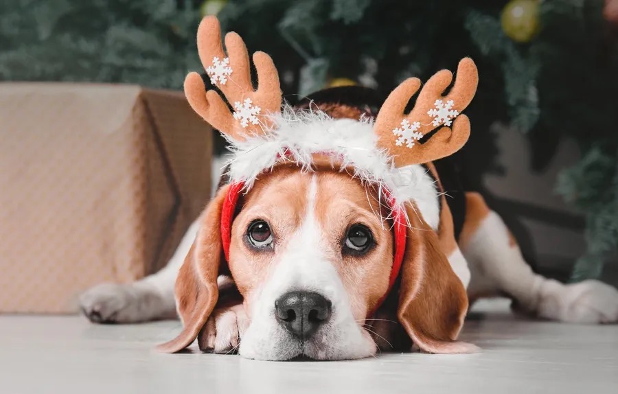 A Dog’s Christmas Wish List