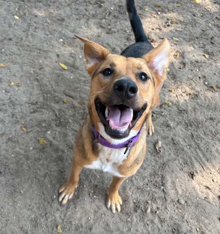 International Pooper Scooper Week