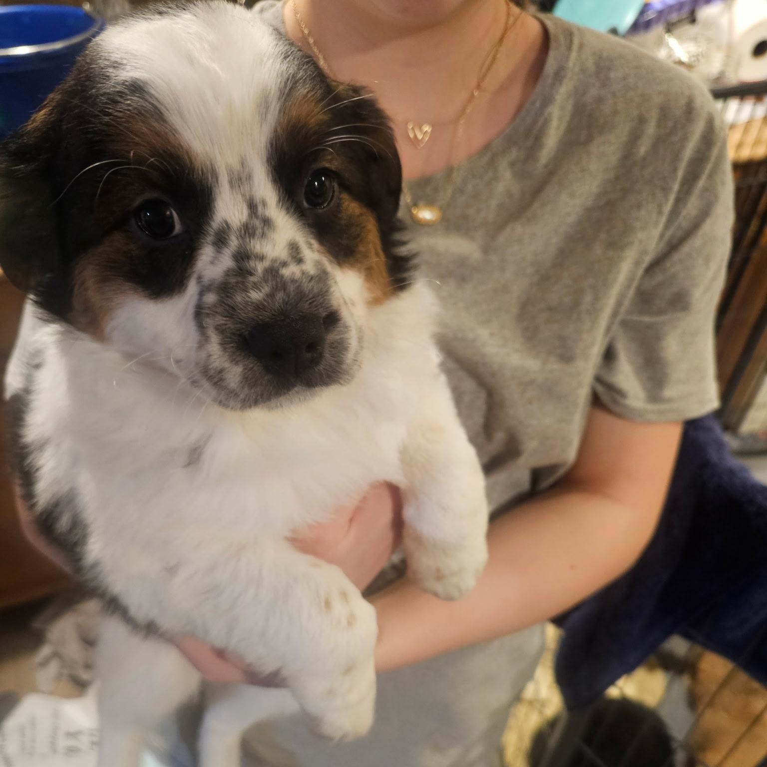 Is your dog showing signs that they’re nervous?